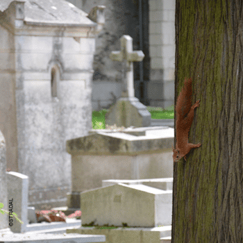 installer un columbarium dans une chapelle funéraire, préserver le patrimoine et la biodiversité du cimetière. Ecureuil sur un pin. Fabricant Stradal Funéraire
